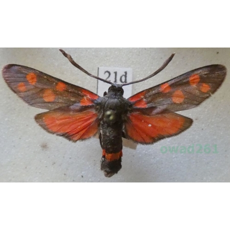 Zygaena ephialtes (Linnaeus, 1767) Kraśnik goryszowiec Deutschland21d